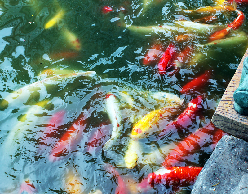 Amazing Fishes