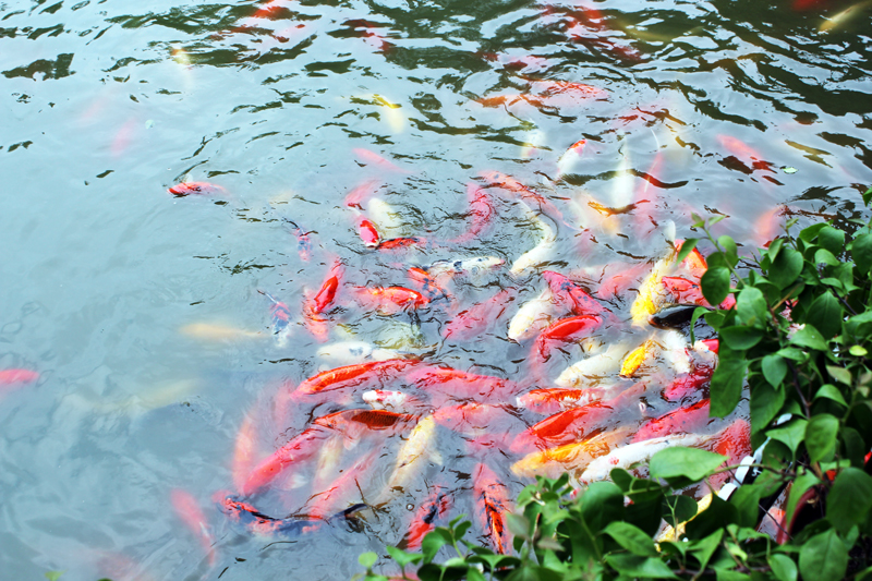 Amazing Fishes