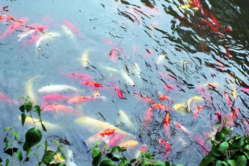 Amazing Fishes