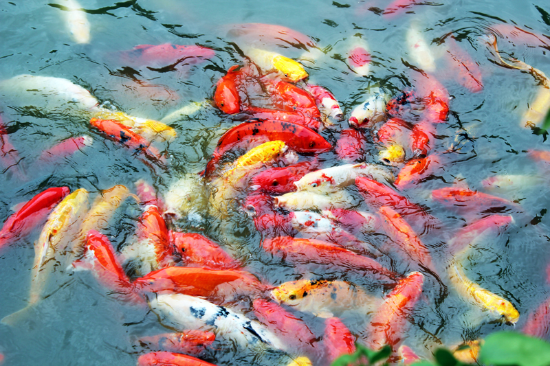Amazing Fish