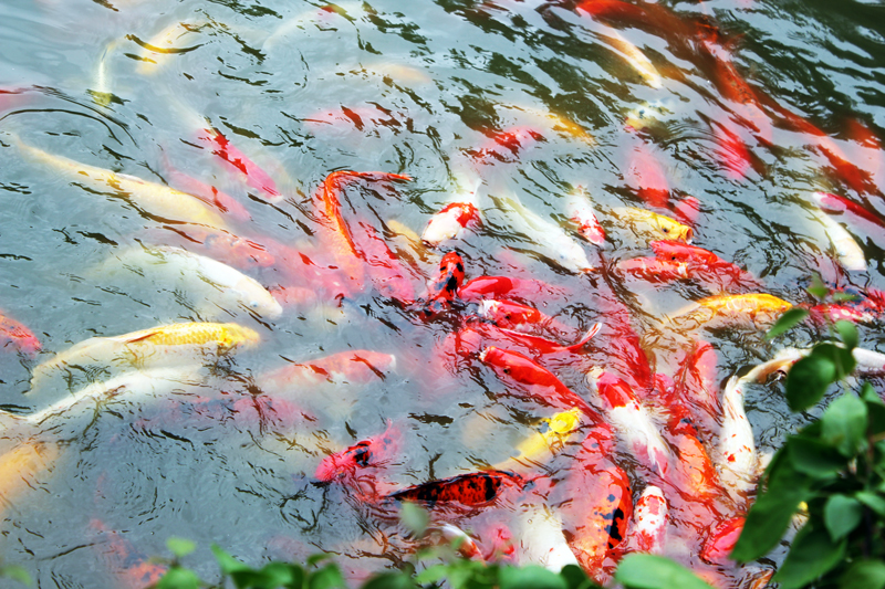 Amazing Fish