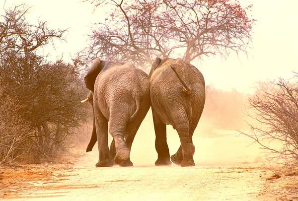 Elephant