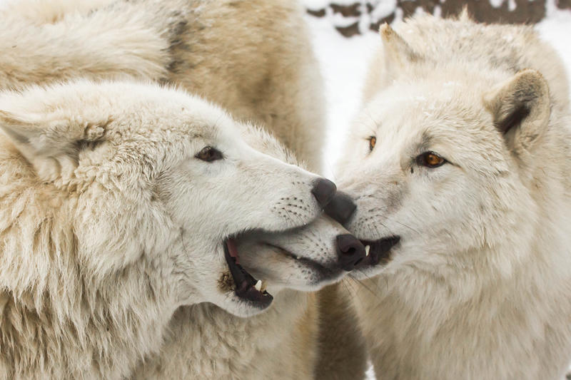 White Wolves