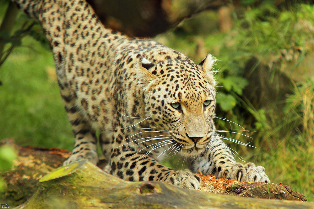 Persian Jaguar