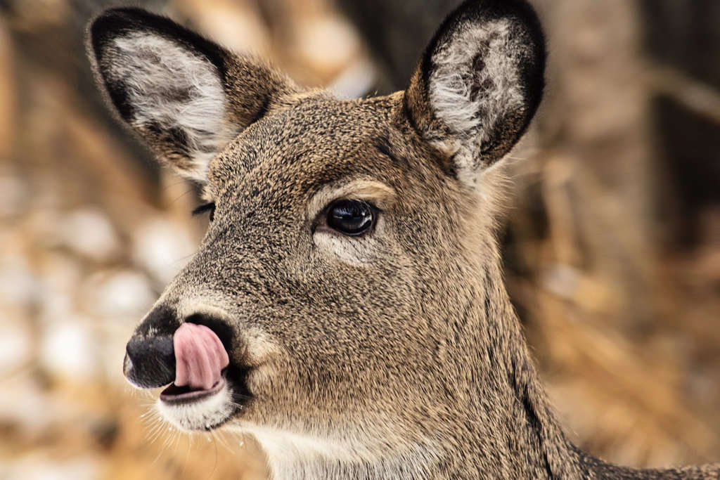 Deer