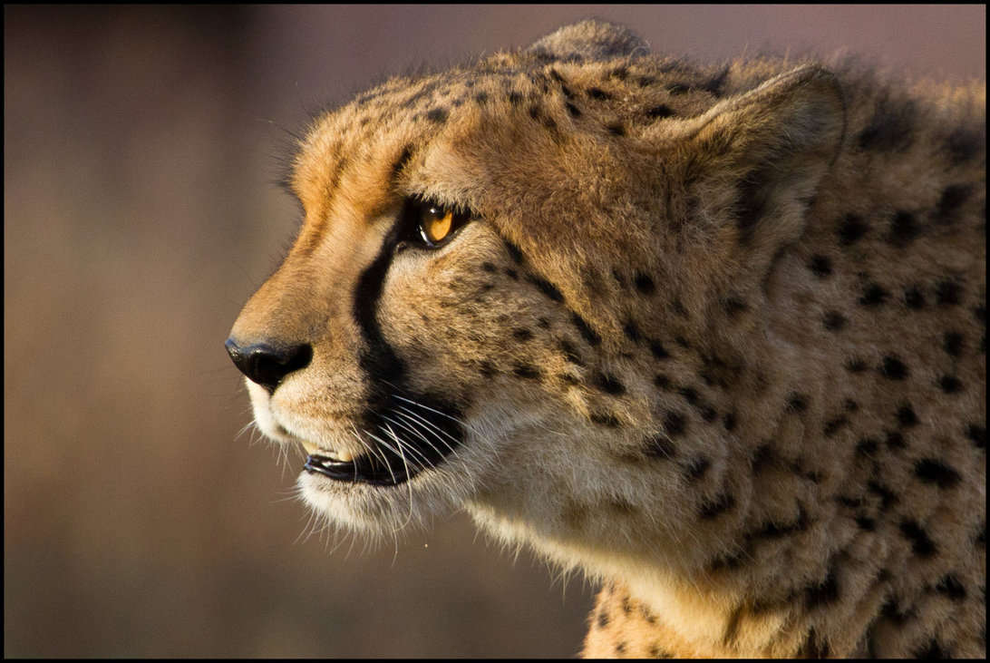 Cheetah