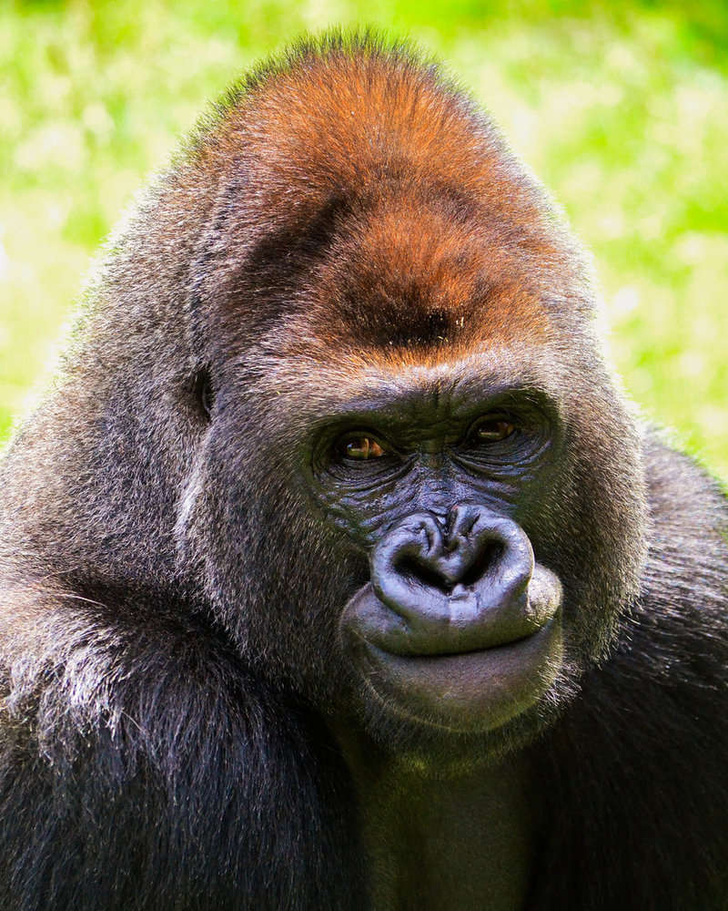 Monkey