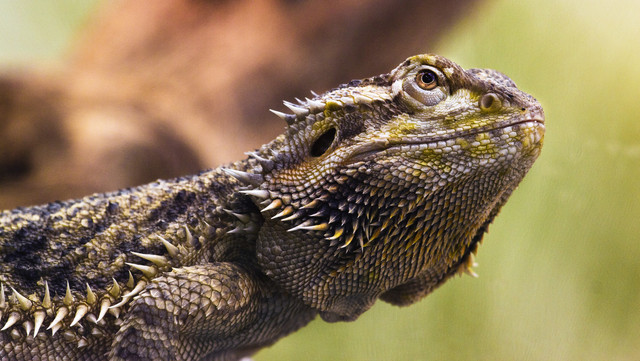 Iguana
