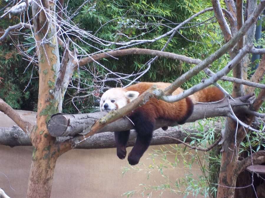Red Panda