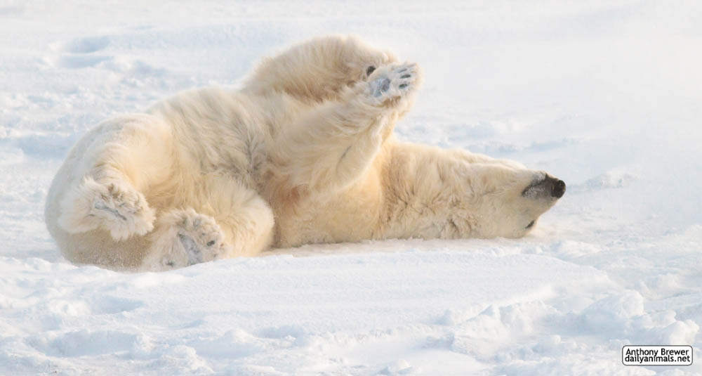 White Bear