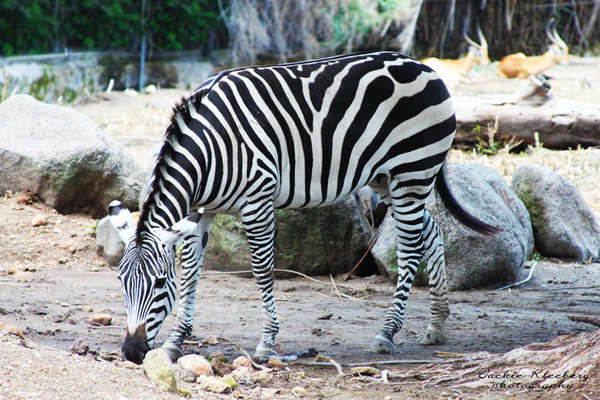 Zebra