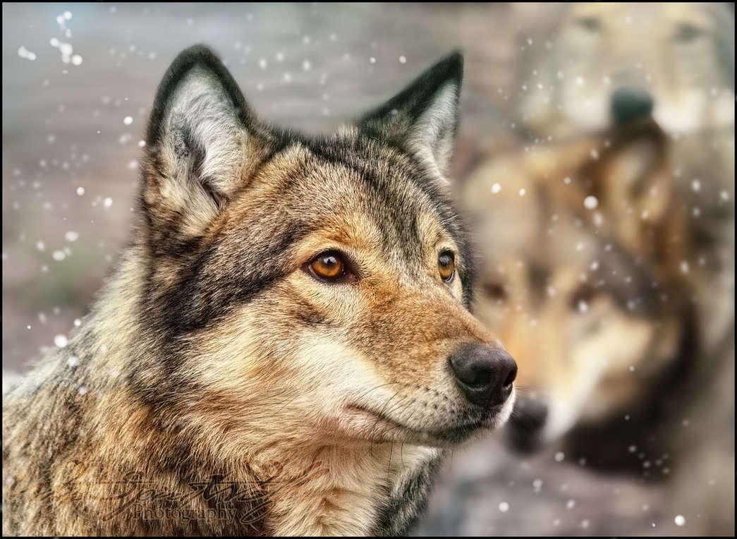 Wolf